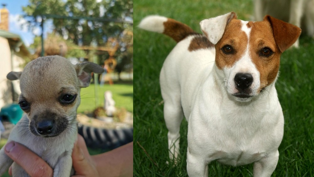 Irish Jack Russell vs Chihuahua - Breed Comparison