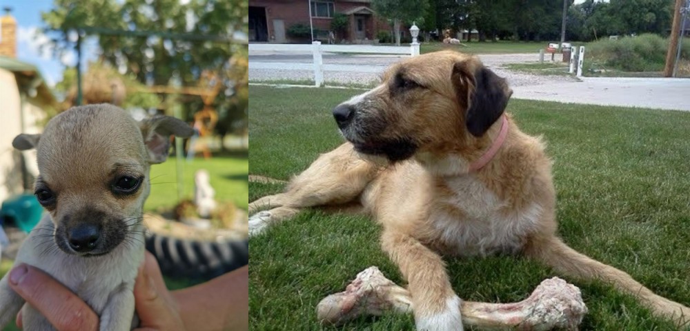 Irish Mastiff Hound vs Chihuahua - Breed Comparison