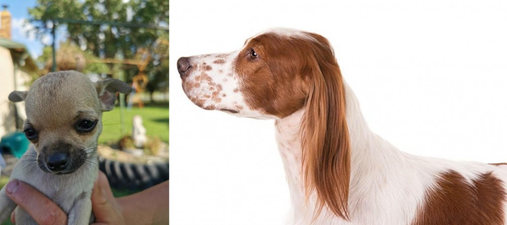 Irish Red and White Setter vs Chihuahua - Breed Comparison