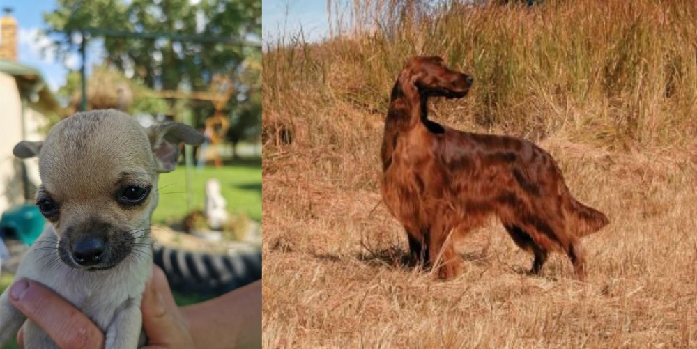 Irish Setter vs Chihuahua - Breed Comparison