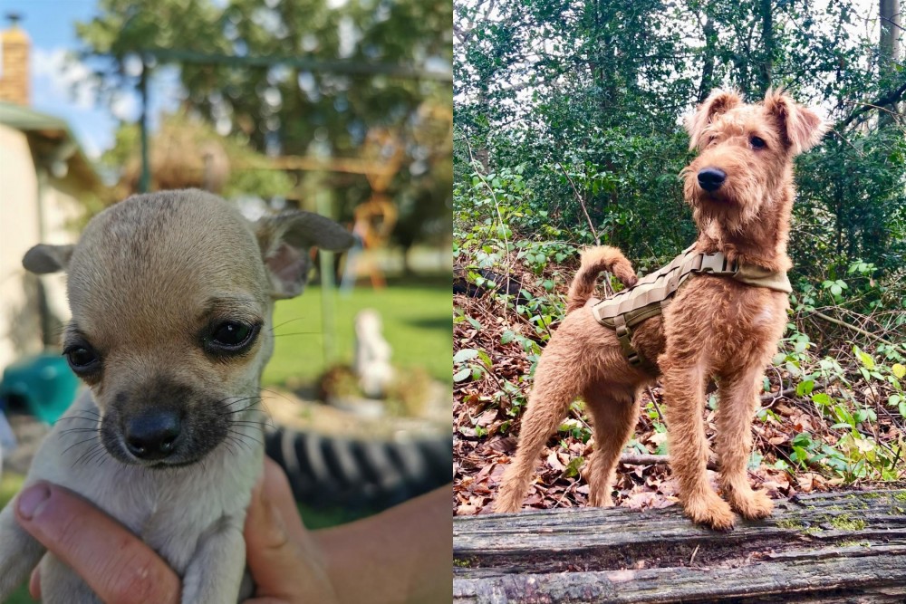 Irish Terrier vs Chihuahua - Breed Comparison