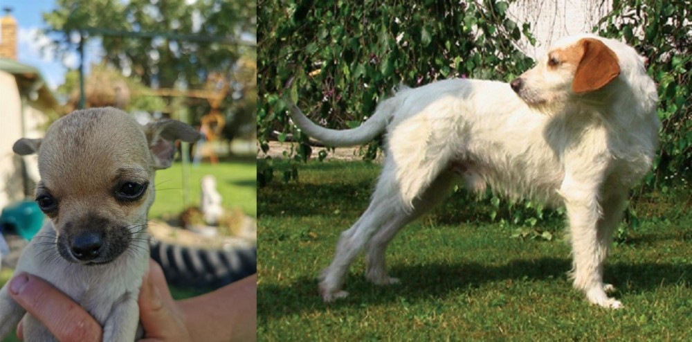 Istarski Ostrodlaki Gonic vs Chihuahua - Breed Comparison