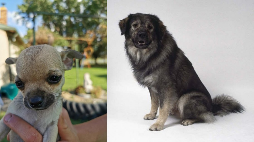 Istrian Sheepdog vs Chihuahua - Breed Comparison