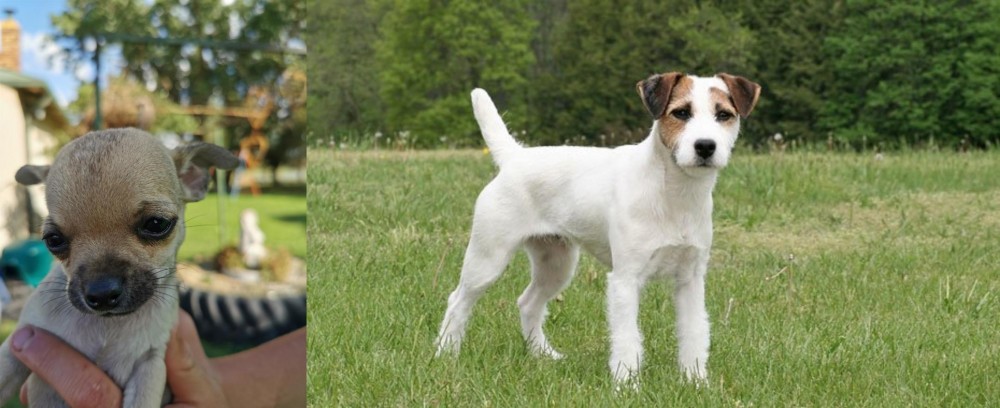 Jack Russell Terrier vs Chihuahua - Breed Comparison