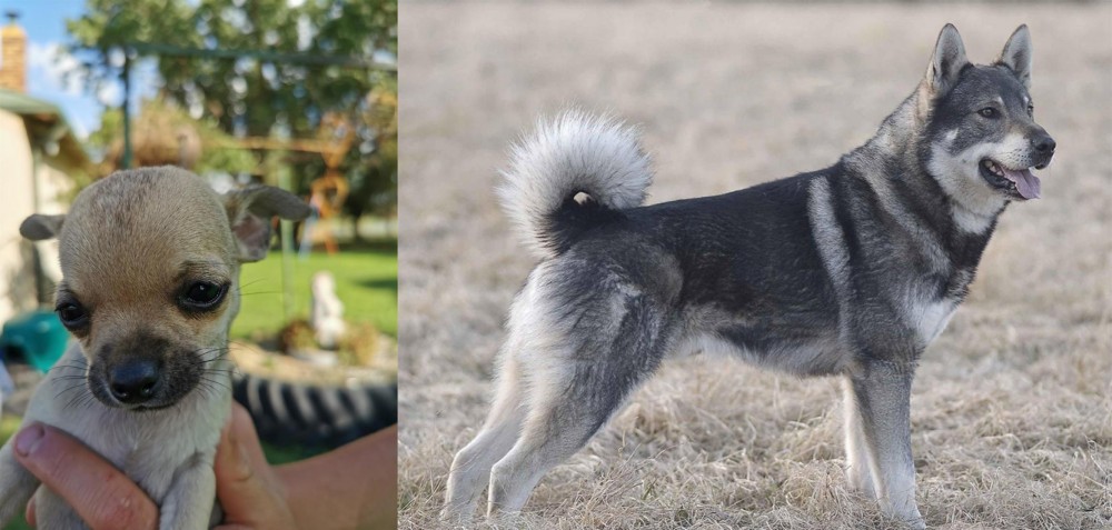 Jamthund vs Chihuahua - Breed Comparison