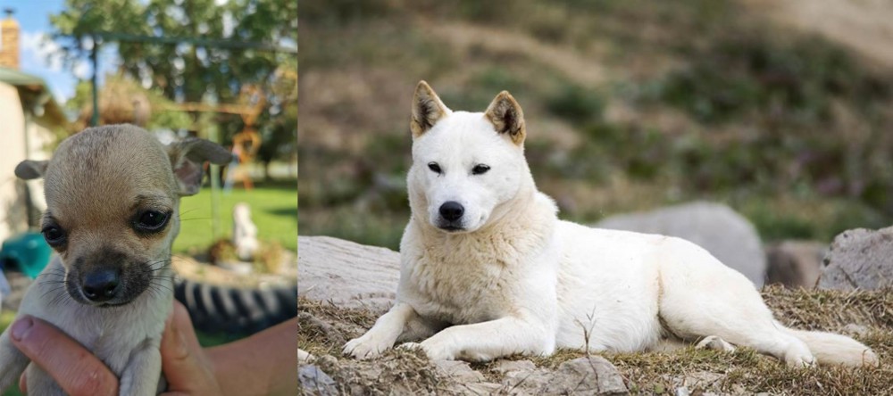 Jindo vs Chihuahua - Breed Comparison