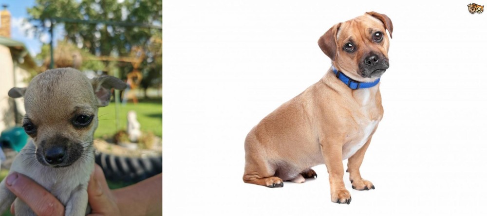 Jug vs Chihuahua - Breed Comparison