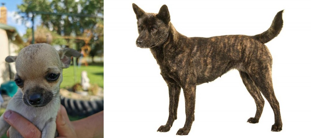 Kai Ken vs Chihuahua - Breed Comparison