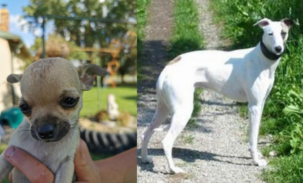 Kaikadi vs Chihuahua - Breed Comparison