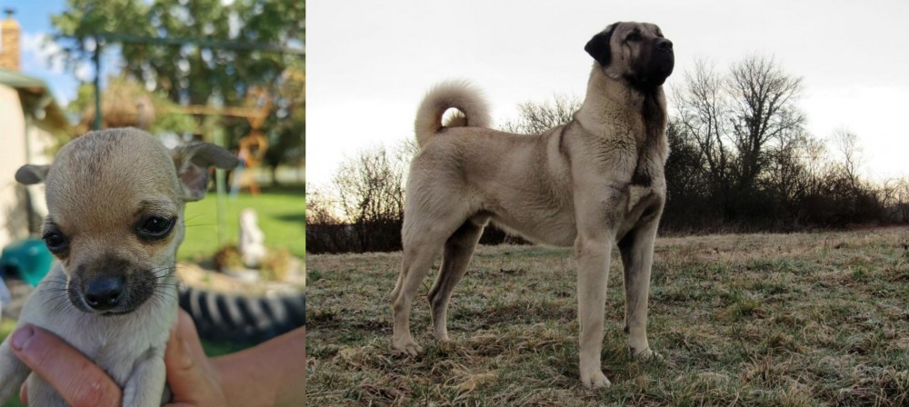 Kangal Dog vs Chihuahua - Breed Comparison