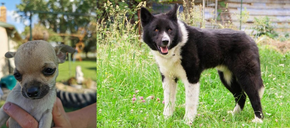 Karelian Bear Dog vs Chihuahua - Breed Comparison