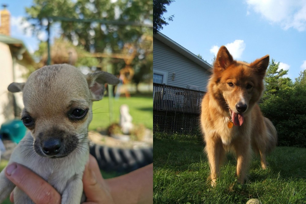 Karelo-Finnish Laika vs Chihuahua - Breed Comparison