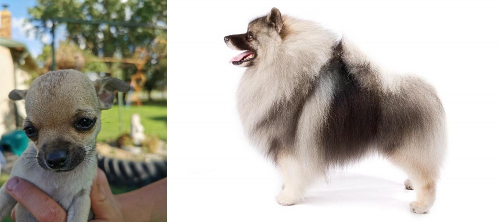 Keeshond vs Chihuahua - Breed Comparison