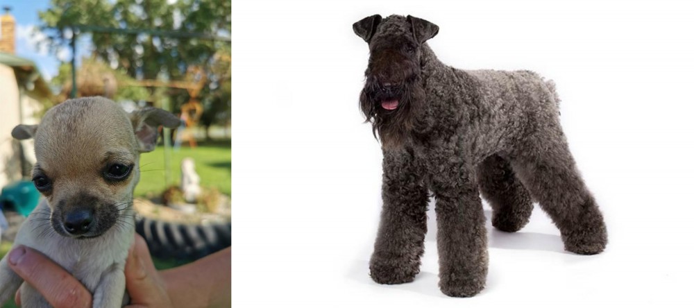 Kerry Blue Terrier vs Chihuahua - Breed Comparison