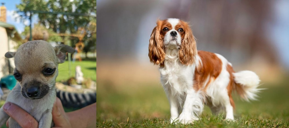 King Charles Spaniel vs Chihuahua - Breed Comparison
