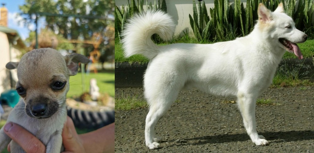 Kintamani vs Chihuahua - Breed Comparison