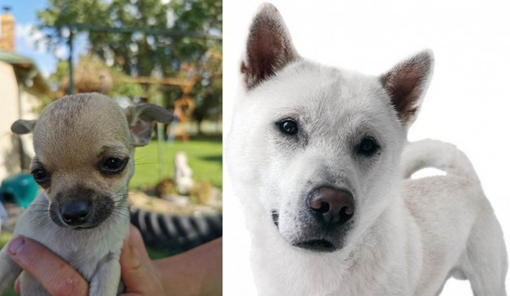 Kishu vs Chihuahua - Breed Comparison