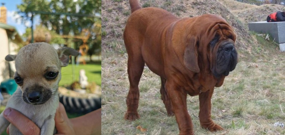 Korean Mastiff vs Chihuahua - Breed Comparison