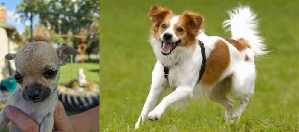 Kromfohrlander vs Chihuahua - Breed Comparison