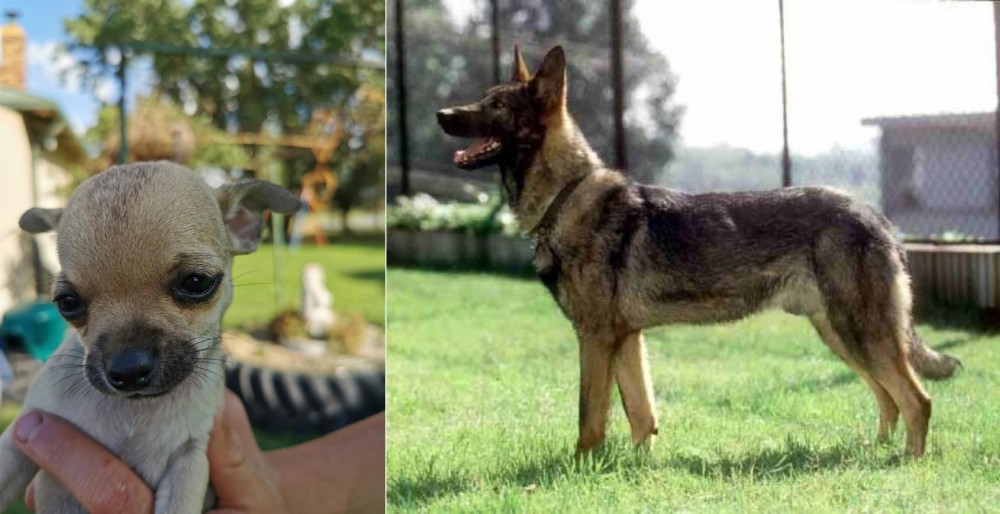 Kunming Dog vs Chihuahua - Breed Comparison