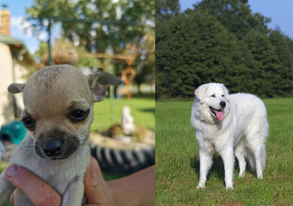 Kuvasz vs Chihuahua - Breed Comparison