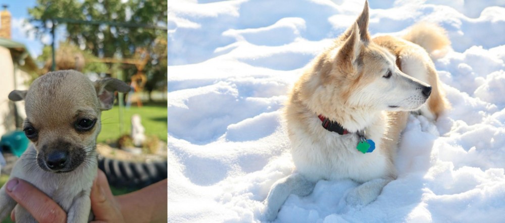 Labrador Husky vs Chihuahua - Breed Comparison