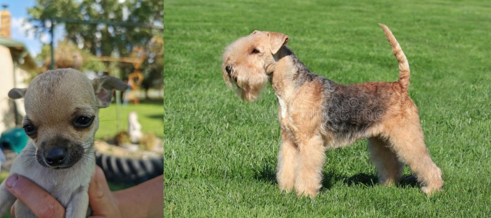 Lakeland Terrier vs Chihuahua - Breed Comparison