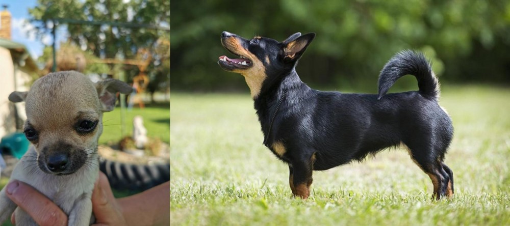 Lancashire Heeler vs Chihuahua - Breed Comparison