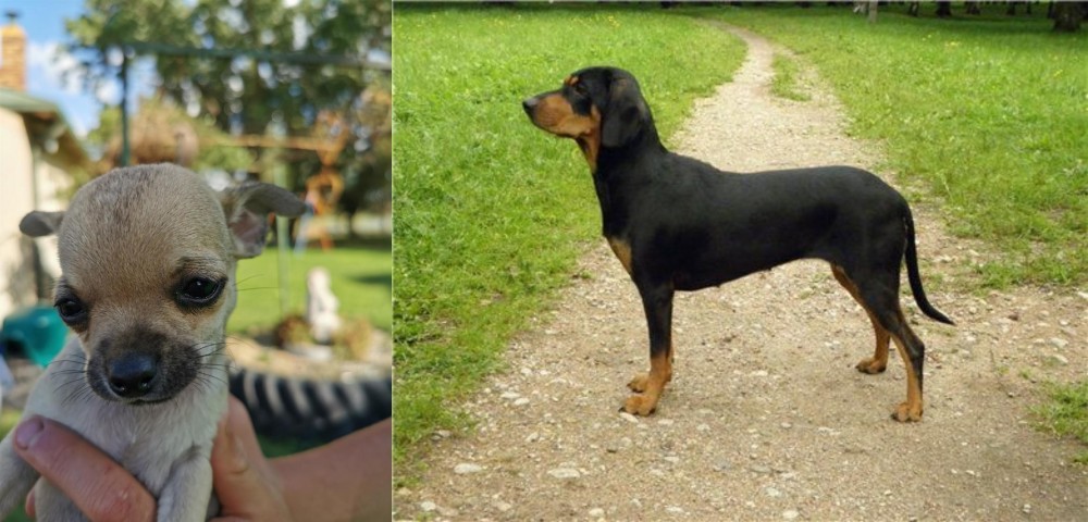 Latvian Hound vs Chihuahua - Breed Comparison