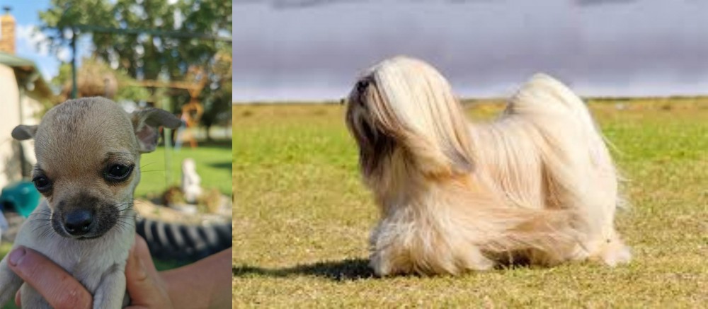 Lhasa Apso vs Chihuahua - Breed Comparison