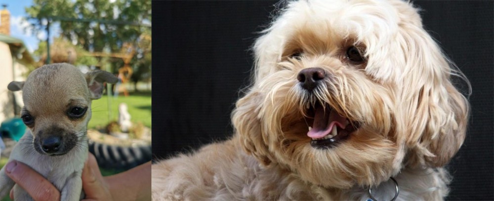 Lhasapoo vs Chihuahua - Breed Comparison