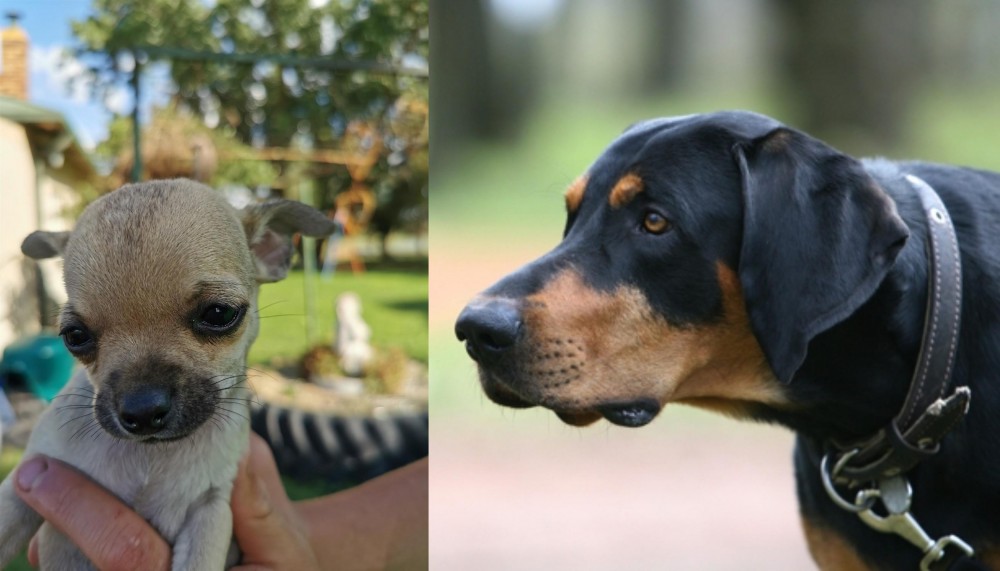 Lithuanian Hound vs Chihuahua - Breed Comparison