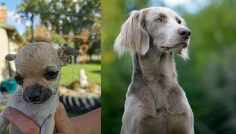 Longhaired Weimaraner vs Chihuahua - Breed Comparison