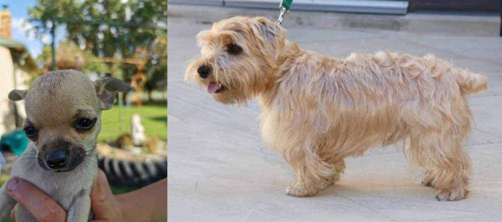 Lucas Terrier vs Chihuahua - Breed Comparison