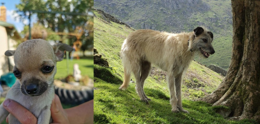 Lurcher vs Chihuahua - Breed Comparison