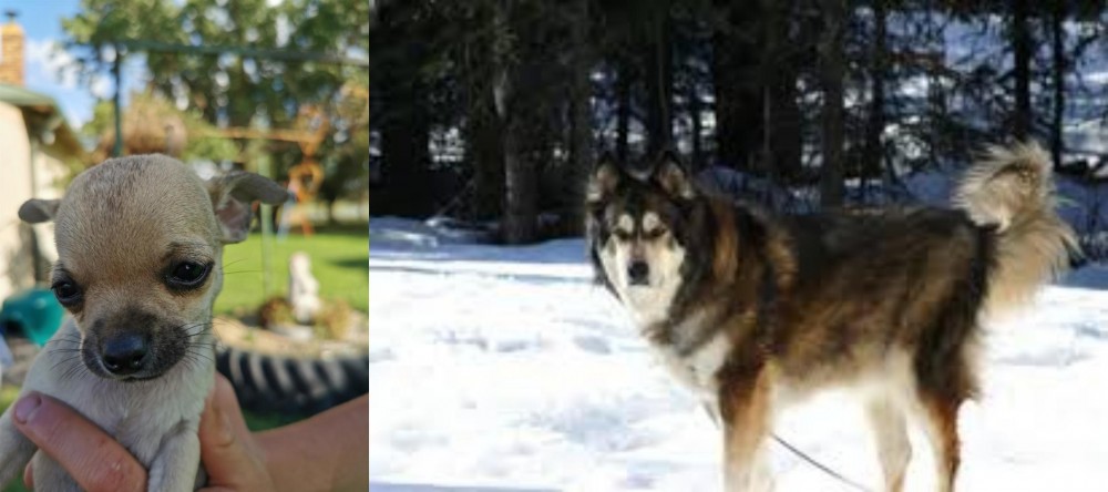 Mackenzie River Husky vs Chihuahua - Breed Comparison
