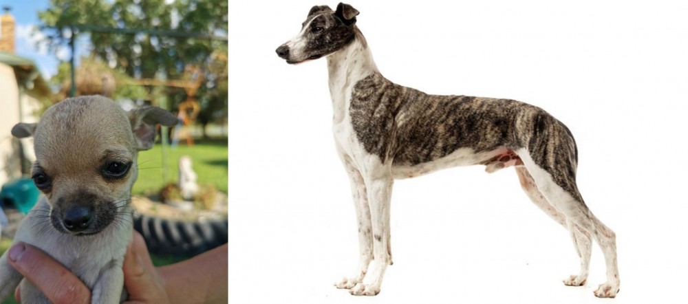 Magyar Agar vs Chihuahua - Breed Comparison