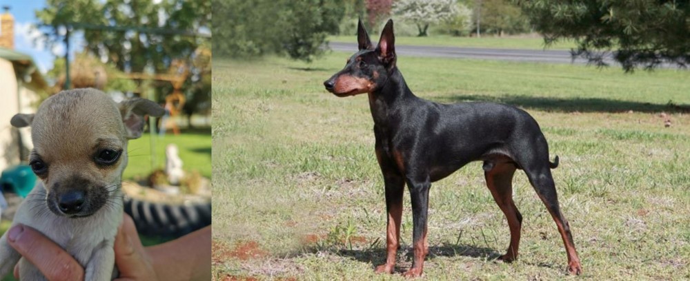 Manchester Terrier vs Chihuahua - Breed Comparison
