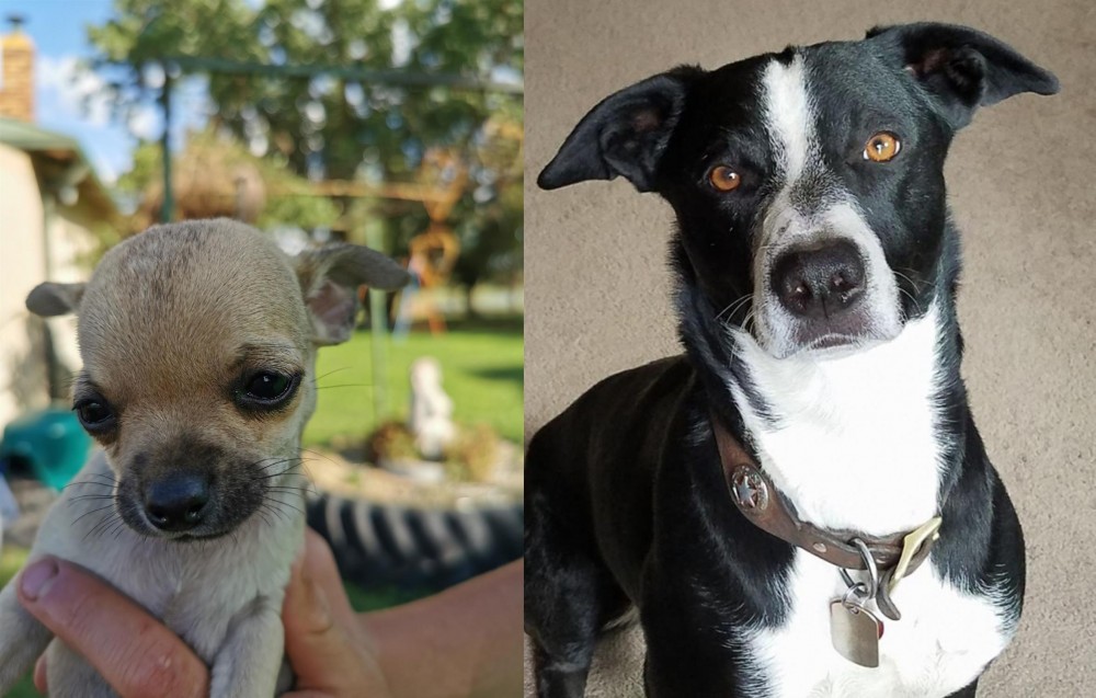 McNab vs Chihuahua - Breed Comparison