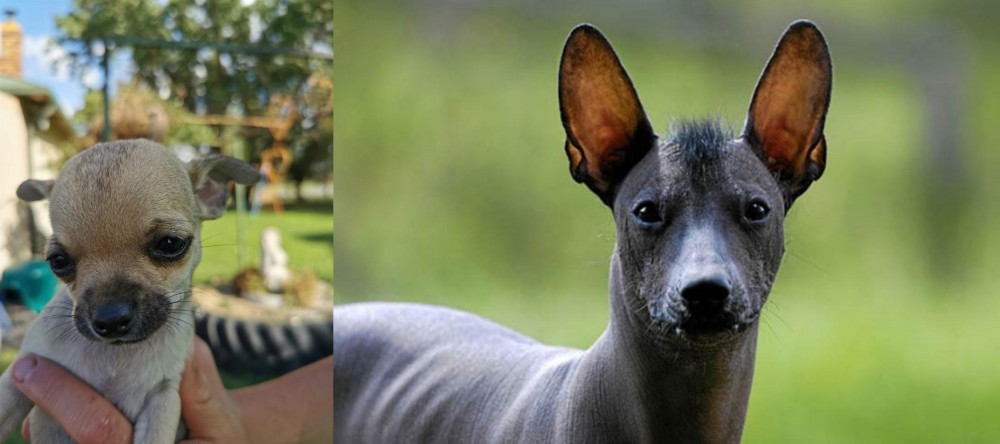 Mexican Hairless vs Chihuahua - Breed Comparison