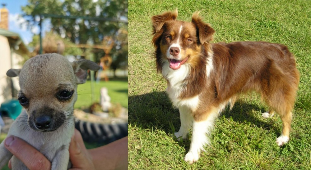 Miniature Australian Shepherd vs Chihuahua - Breed Comparison