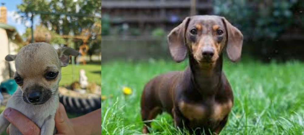 Miniature Dachshund vs Chihuahua - Breed Comparison