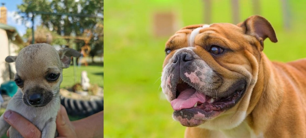 Miniature English Bulldog vs Chihuahua - Breed Comparison