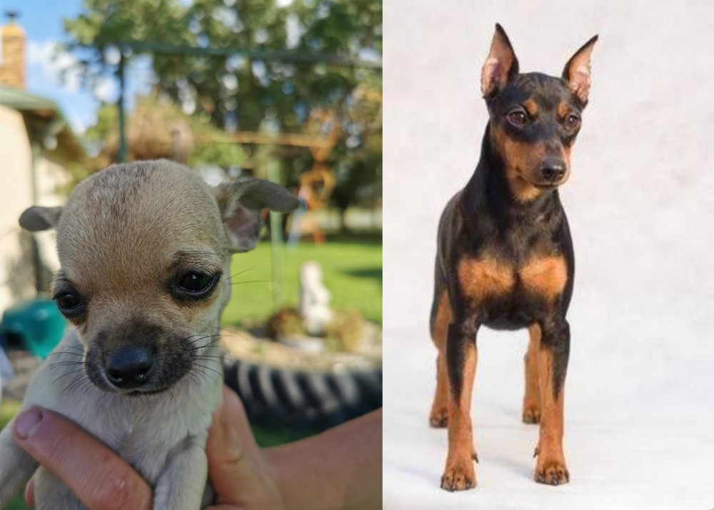 Miniature Pinscher vs Chihuahua - Breed Comparison