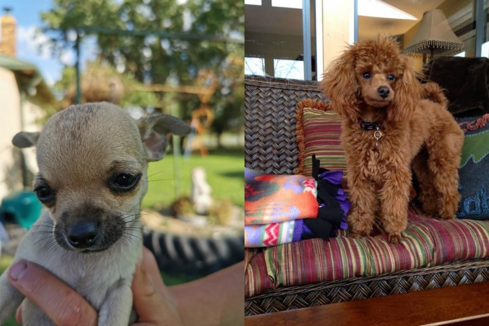 Miniature Poodle vs Chihuahua - Breed Comparison
