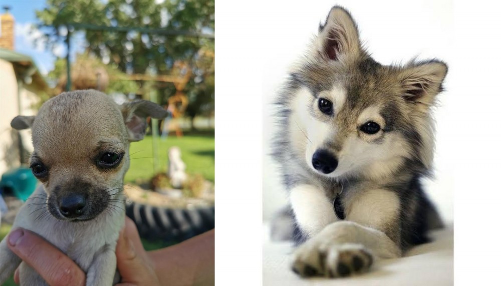 Miniature Siberian Husky vs Chihuahua - Breed Comparison
