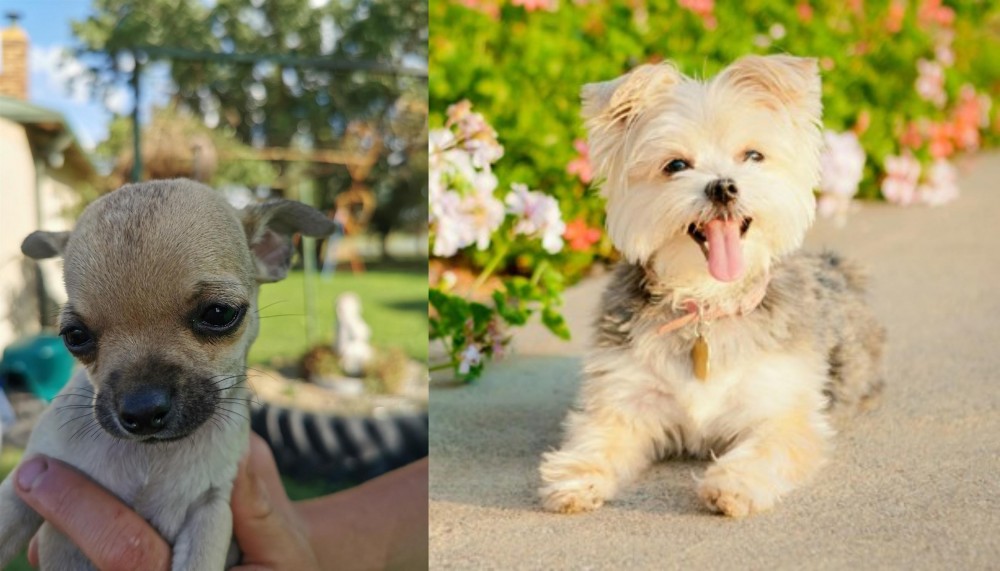 Morkie vs Chihuahua - Breed Comparison