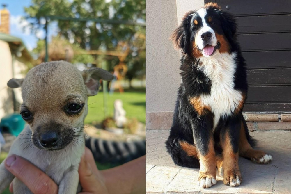 Mountain Burmese vs Chihuahua - Breed Comparison