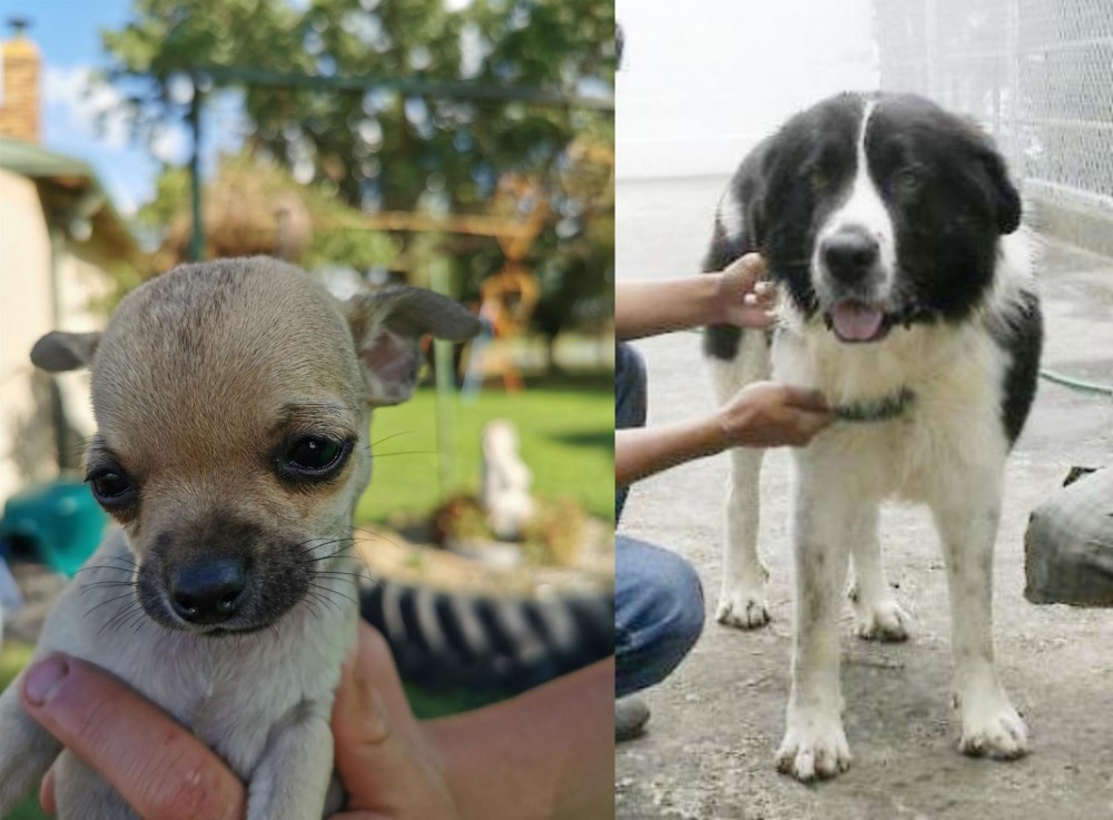 Mucuchies vs Chihuahua - Breed Comparison