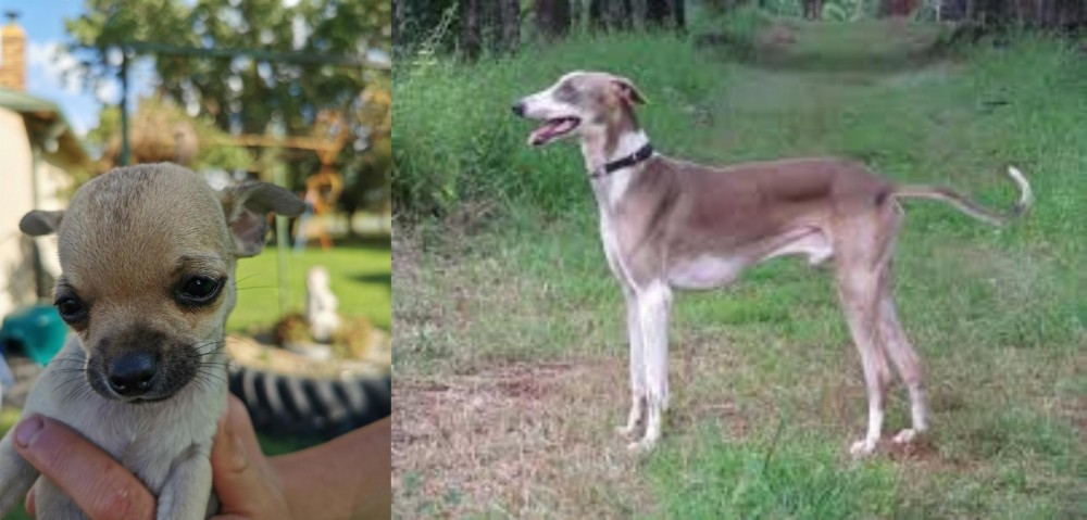 Mudhol Hound vs Chihuahua - Breed Comparison